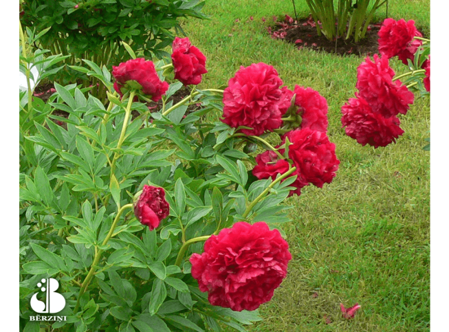 Paeonia   'Carol'